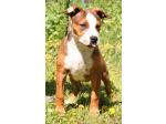 AMSTAFF Sonny (Ataxia Clear By Parental)