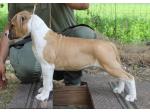 AMSTAFF Mary (Ataxia Clear By Parental)