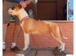 AMSTAFF Diva (Ataxia Clear By Parental)