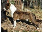 AMSTAFF Tiger (Ataxia Clear By Parental)