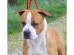 AMSTAFF Willy (Ataxia Clear BY Parental) HD-A ED-0 