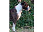 AMSTAFF Lion (Ataxia Clear by Parental) Cardio Normal 