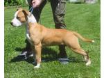 AMSTAFF Lady (Ataxia Clear By Parental) 