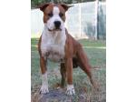 AMSTAFF Manny (Ataxia Carrier)