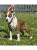 American Staffordshire Terrier, amstaff - Bred-by, Yago  (Ataxia Clear By Parental) 