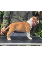 American Staffordshire Terrier, amstaff - Bred-by, Luna (Ataxia Clear By Parental) 