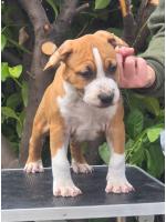 American Staffordshire Terrier, amstaff - Bred-by, Dylan (Ataxia Clear By Parental) 