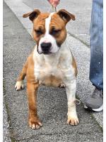 American Staffordshire Terrier, amstaff - Males, Red (Ataxia Clear by parental) 