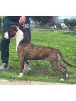 American Staffordshire Terrier, amstaff - Bred-by, Igor (Ataxia Clear by parental) 