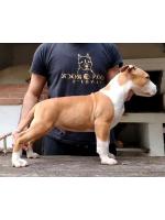 American Staffordshire Terrier, amstaff - Bred-by, Ryan (Ataxia Clear By Parental) 