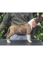 American Staffordshire Terrier, amstaff - Bred-by, Betty (Ataxia Clear By Parental) 