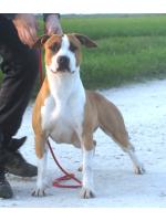 American Staffordshire Terrier, amstaff - Females, Maddy 