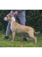 American Staffordshire Terrier, amstaff - Bred-by, Athena(Ataxia Clear By Parental) 