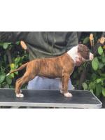 American Staffordshire Terrier, amstaff - Bred-by, Macho  (Ataxia Clear By Parental) 