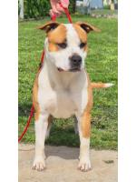 American Staffordshire Terrier, amstaff - Bred-by, Ryan (Ataxia Clear By Parental) 