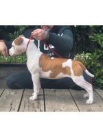 American Staffordshire Terrier, amstaff - Bred-by, Cora (Ataxia Clear by parental) 