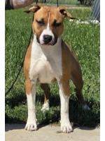 American Staffordshire Terrier, amstaff - Bred-by, Peggy (Ataxia Clear by parental) 