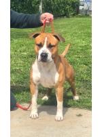 American Staffordshire Terrier, amstaff - Bred-by, Dylan (Ataxia Clear By Parental) 