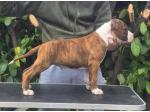 AMSTAFF Macho  (Ataxia Clear By Parental) 