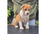 AMSTAFF Luna (Ataxia Clear By Parental) 