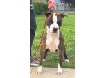 AMSTAFF Igor (Ataxia Clear by parental) 