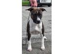 AMSTAFF Schiva (Ataxia Clear by parental) 