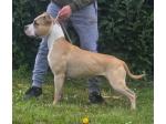 AMSTAFF Athena(Ataxia Clear By Parental) 