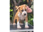 AMSTAFF Dylan (Ataxia Clear By Parental) 