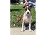 AMSTAFF Betty (Ataxia Clear By Parental) 