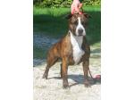 AMSTAFF Kira (Ataxia Clear By Parental)
