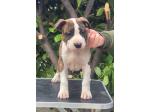 AMSTAFF Betty (Ataxia Clear By Parental) 