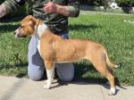 AMSTAFF Peggy (Ataxia Clear by parental) 