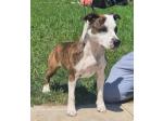 AMSTAFF  Queen (Ataxia Clear by parental) 