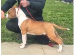 AMSTAFF Pablo (Ataxia Clear by parental) 