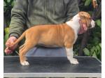 AMSTAFF Luna (Ataxia Clear By Parental) 