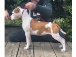 AMSTAFF Cora (Ataxia Clear by parental) 