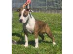 AMSTAFF Yago  (Ataxia Clear By Parental) 