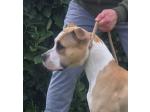 AMSTAFF Athena(Ataxia Clear By Parental) 