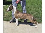 AMSTAFF  Queen (Ataxia Clear by parental) 