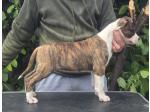 AMSTAFF Betty (Ataxia Clear By Parental) 