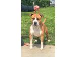 AMSTAFF Dylan (Ataxia Clear By Parental) 