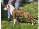 AMSTAFF Yago  (Ataxia Clear By Parental) 