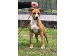 AMSTAFF Moon Rock Landi's Red Ruffian 