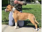 AMSTAFF Peggy (Ataxia Clear by parental) 